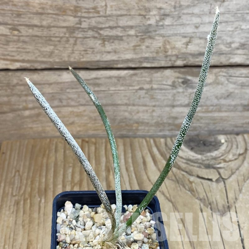SH13508 Astrophytum caput-medusae, seedling