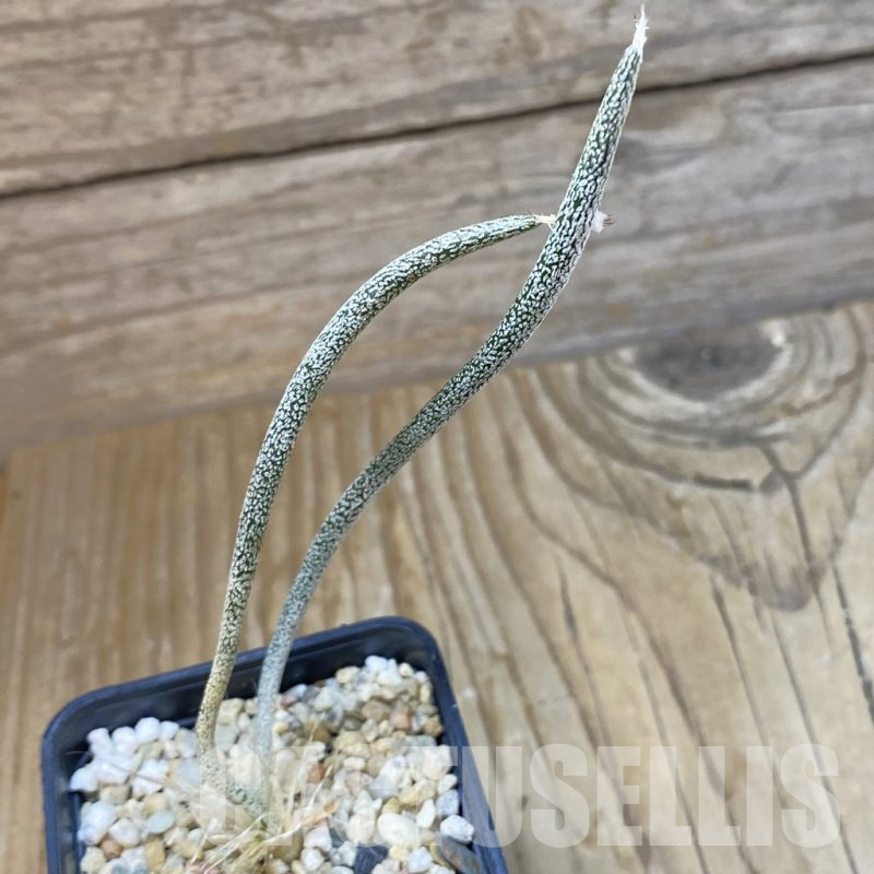 SH13509 Astrophytum caput-medusae, seedling