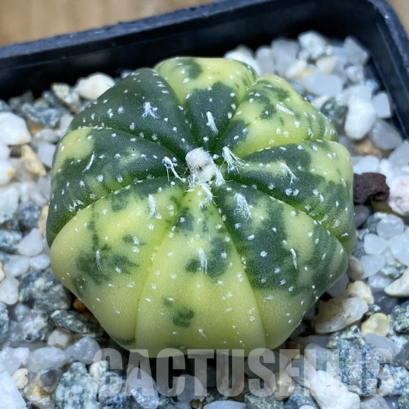 SH13510 Astrophytum asterias f. variegata