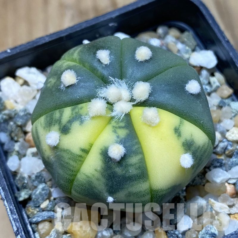 SH13511 Astrophytum asterias 'Ooibo' f. variegata