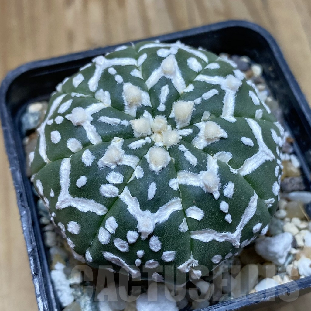 SH13514 Astrophytum asterias 'Super Kabuto' V-type