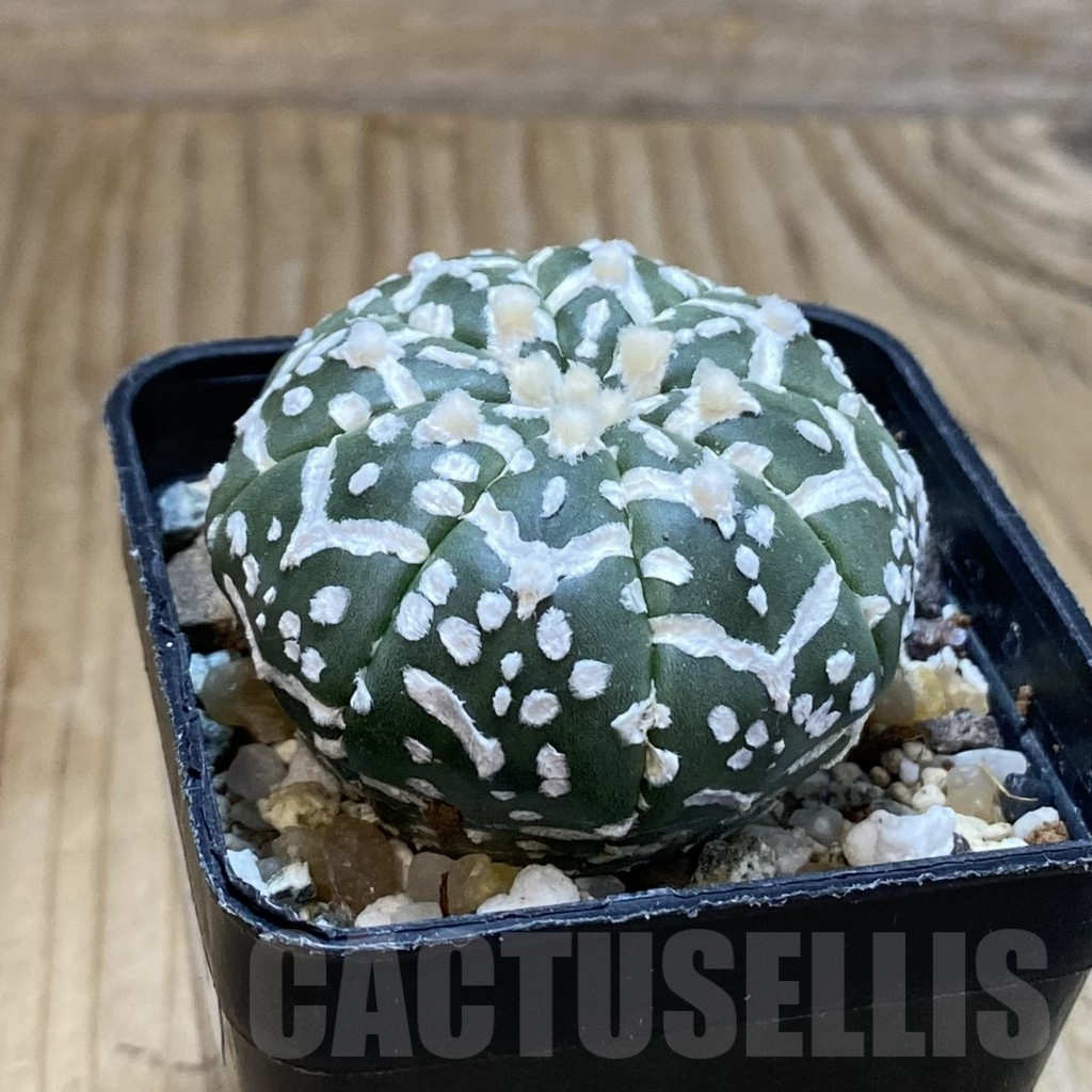 SH13514 Astrophytum asterias 'Super Kabuto' V-type - Image 2