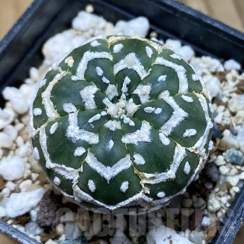 SH13515 Astrophytum asterias 'Super Kabuto' V-type