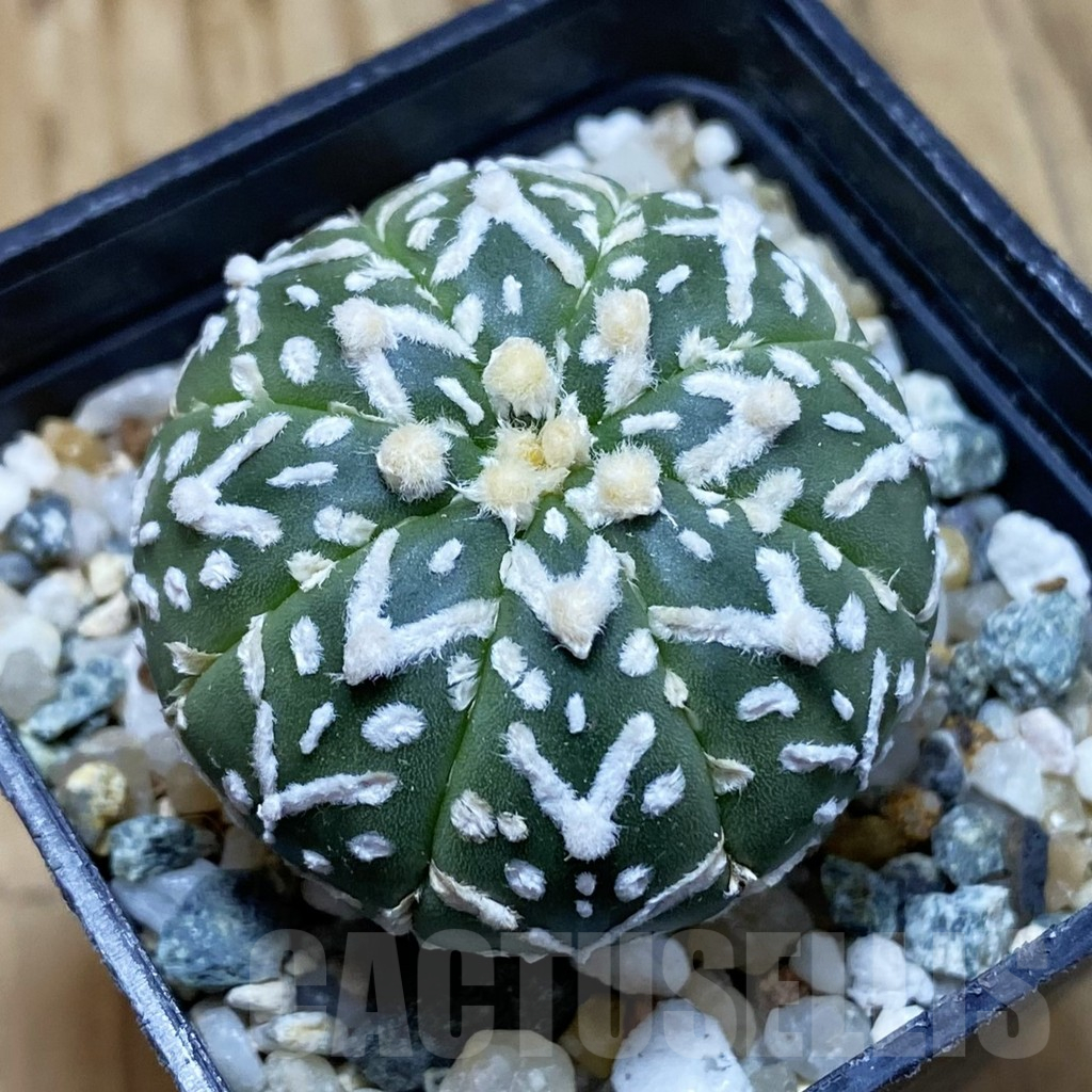 SH13516 Astrophytum asterias 'Super Kabuto' V-type