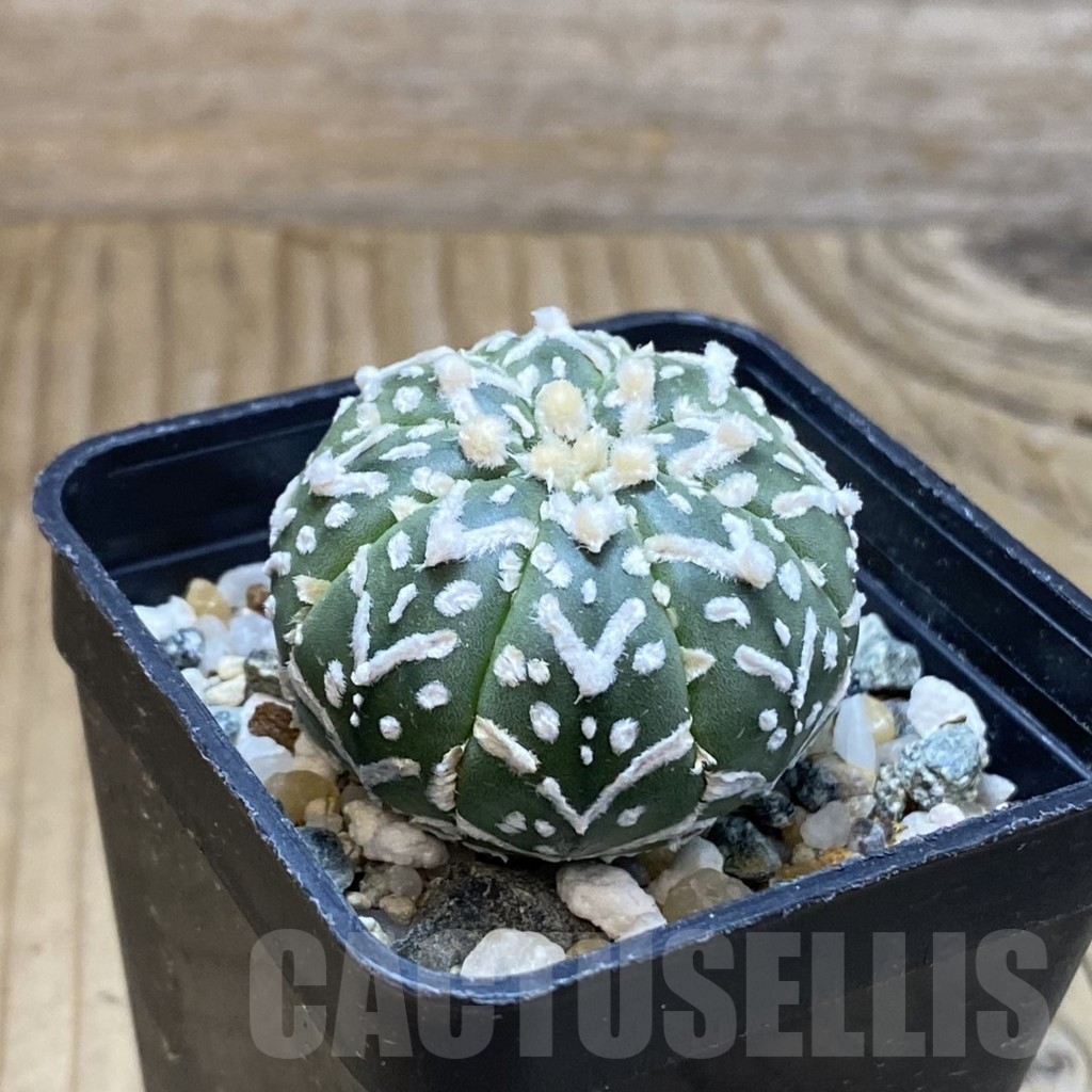 SH13516 Astrophytum asterias 'Super Kabuto' V-type - immagine 2