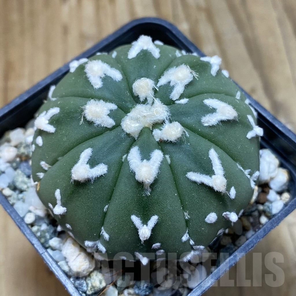 SH13519 Astrophytum asterias 'Super Kabuto' V-type f. nudum