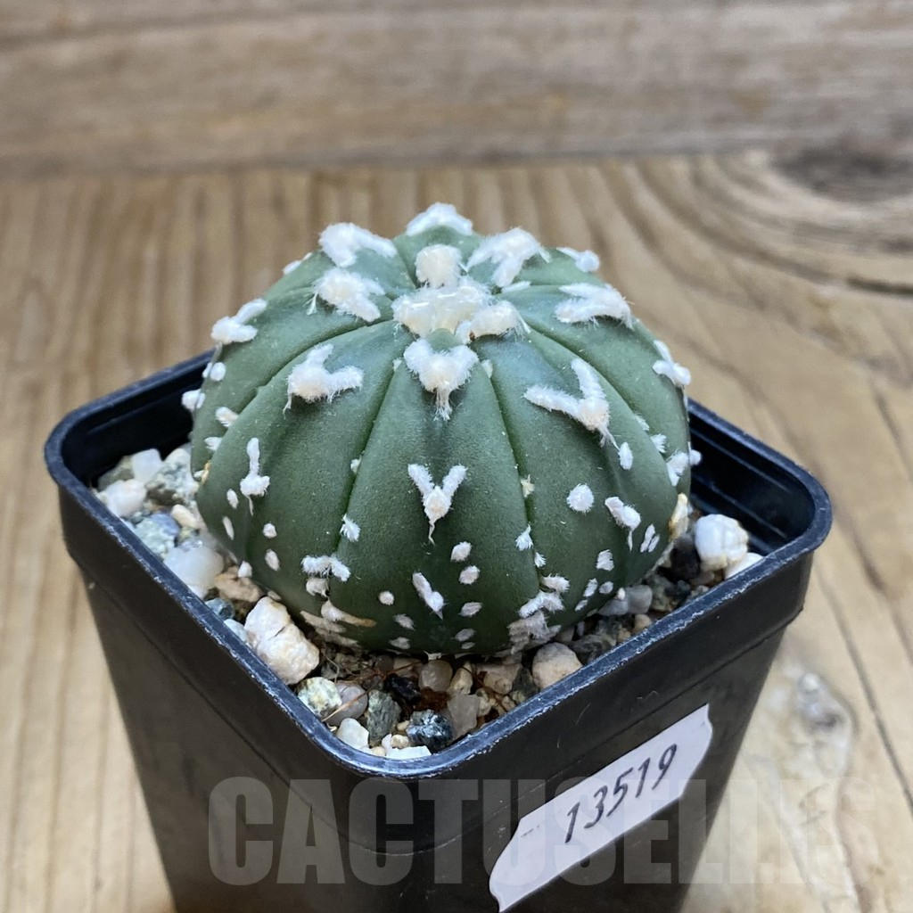 SH13519 Astrophytum asterias 'Super Kabuto' V-type f. nudum - Imagen 2