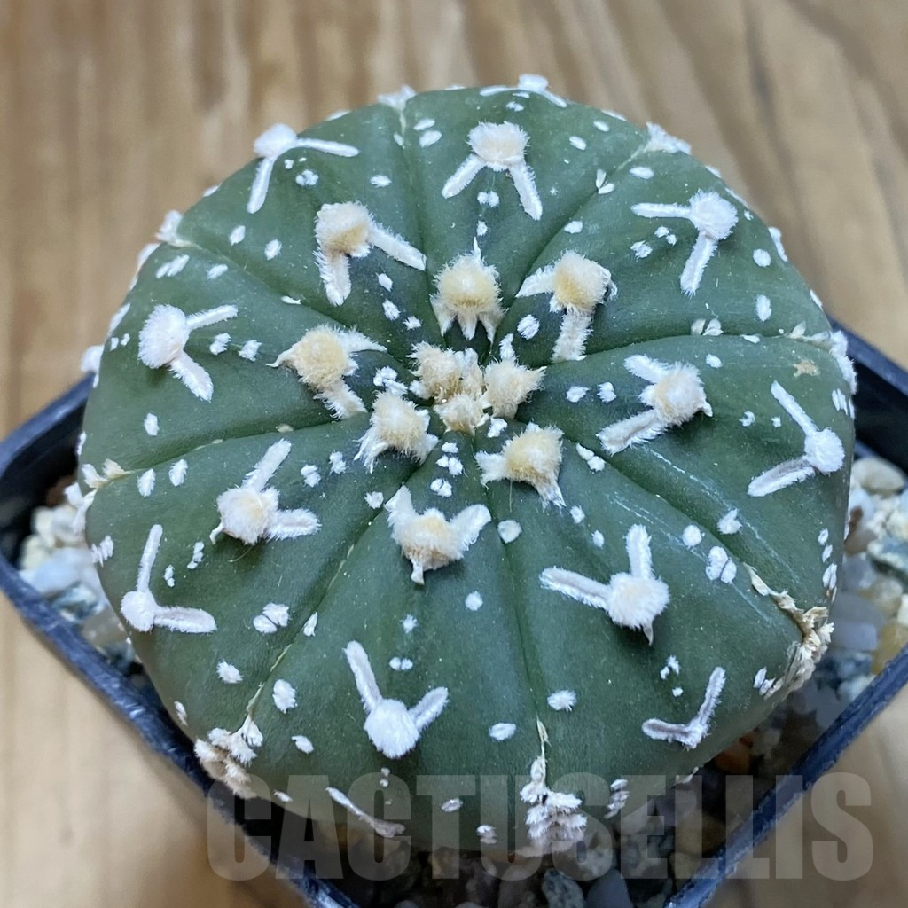 SH13520 Astrophytum asterias 'Super Kabuto' V-type f. nudum