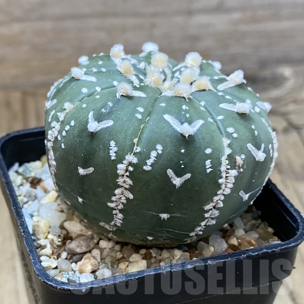 SH13520 Astrophytum asterias 'Super Kabuto' V-type f. nudum - Image 2