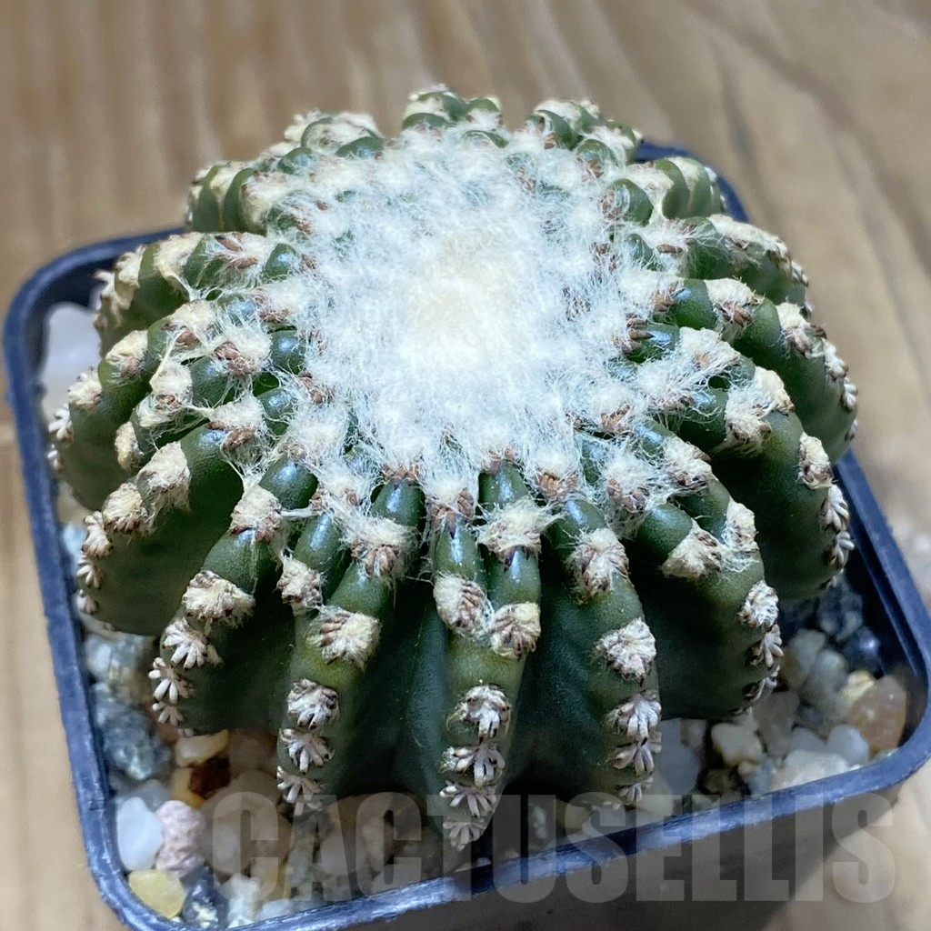SH13521 Discocactus horstii