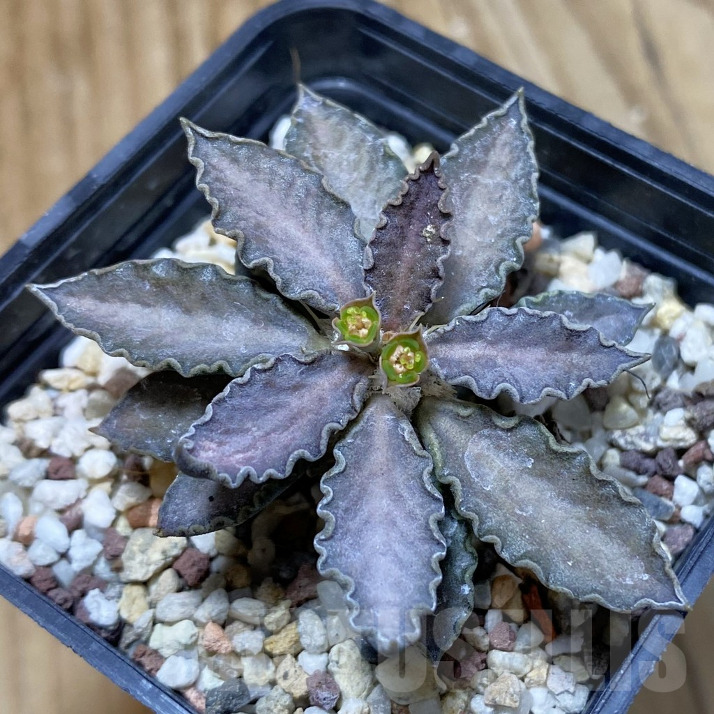 SH13473 Euphorbia tulearensis hybrid