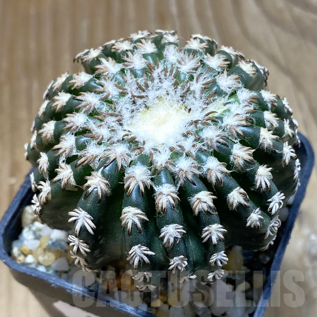 SH13522 Discocactus horstii