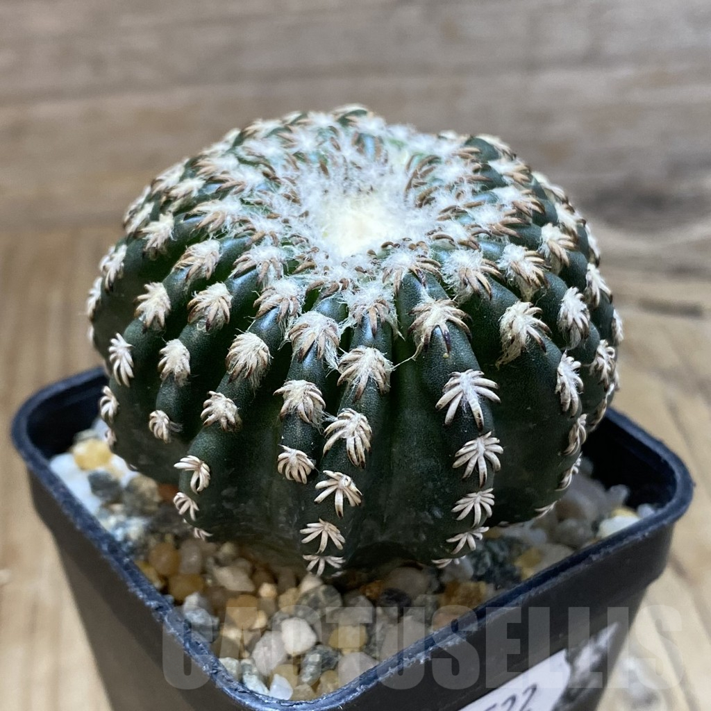 SH13522 Discocactus horstii - immagine 2