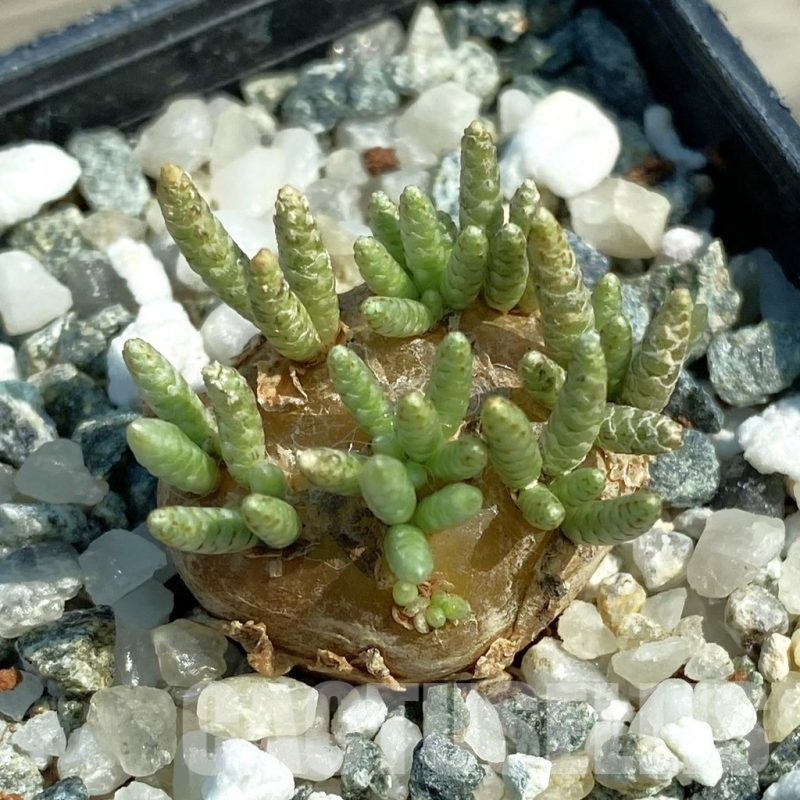 SH13525 Avonia alstonii