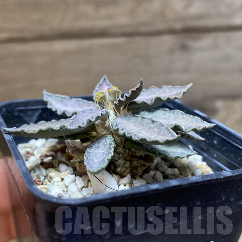 SH13473 Euphorbia tulearensis hybrid - immagine 2