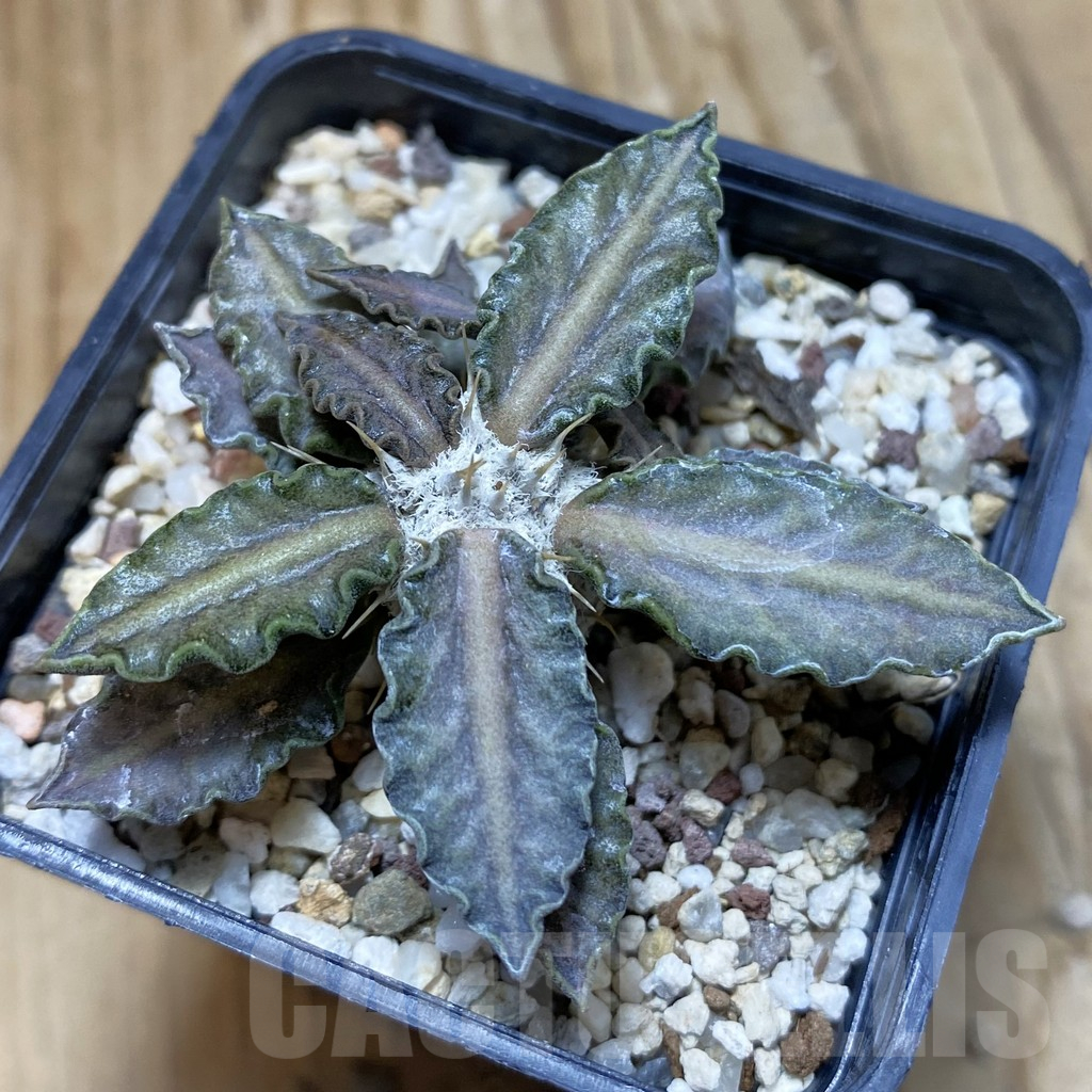 SH13474 Euphorbia tulearensis hybrid