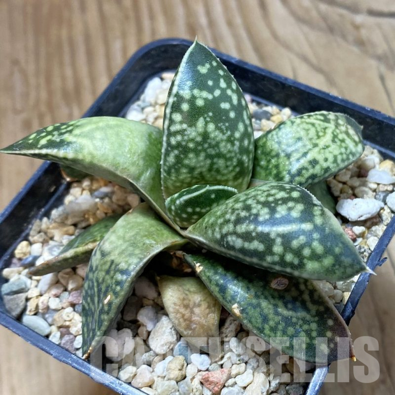 SH13468 Gasterhaworthia 'Rosava'