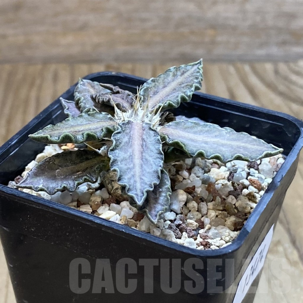 SH13474 Euphorbia tulearensis hybrid - immagine 2