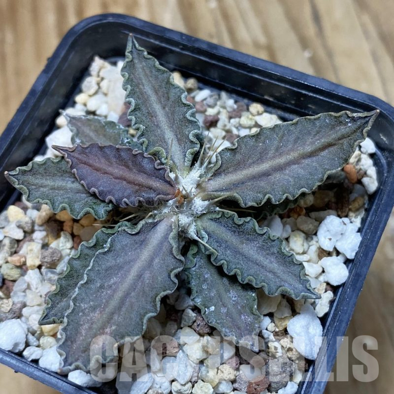SH13475 Euphorbia tulearensis hybrid