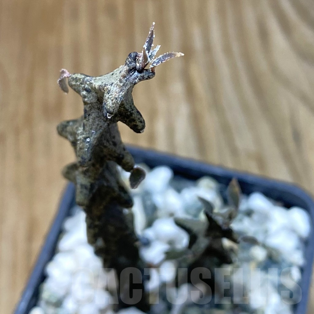 SH13480 Ceropegia bosseri