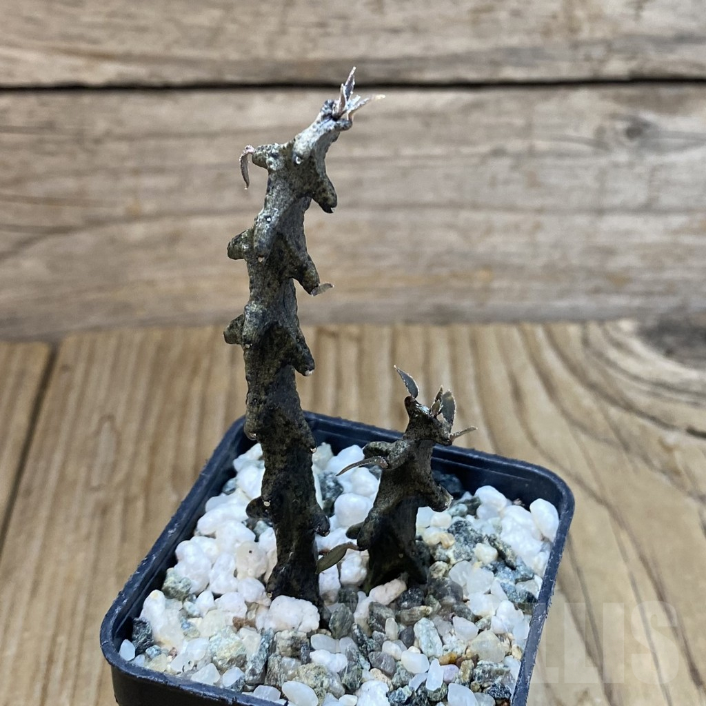 SH13480 Ceropegia bosseri - Image 2