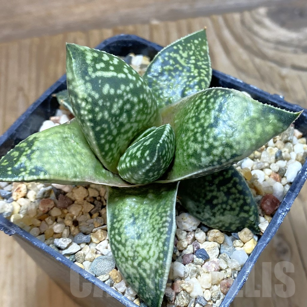 SH13469 Gasterhaworthia 'Rosava'