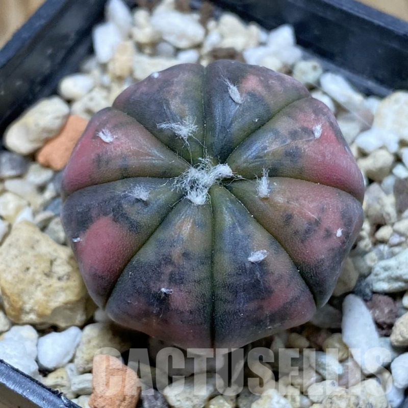 SH13487 Astrophytum asterias ‘Red Purple Skin’ f. variegata