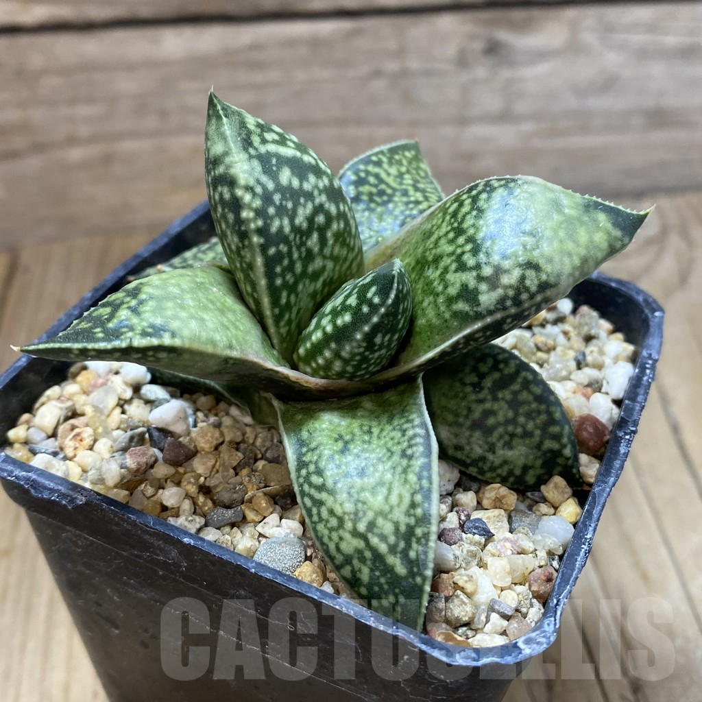 SH13469 Gasterhaworthia 'Rosava' - Imagen 2