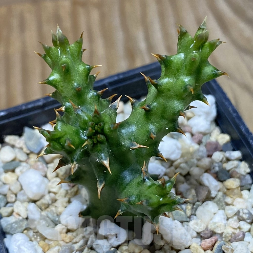 SH13716 Edithcolea grandis