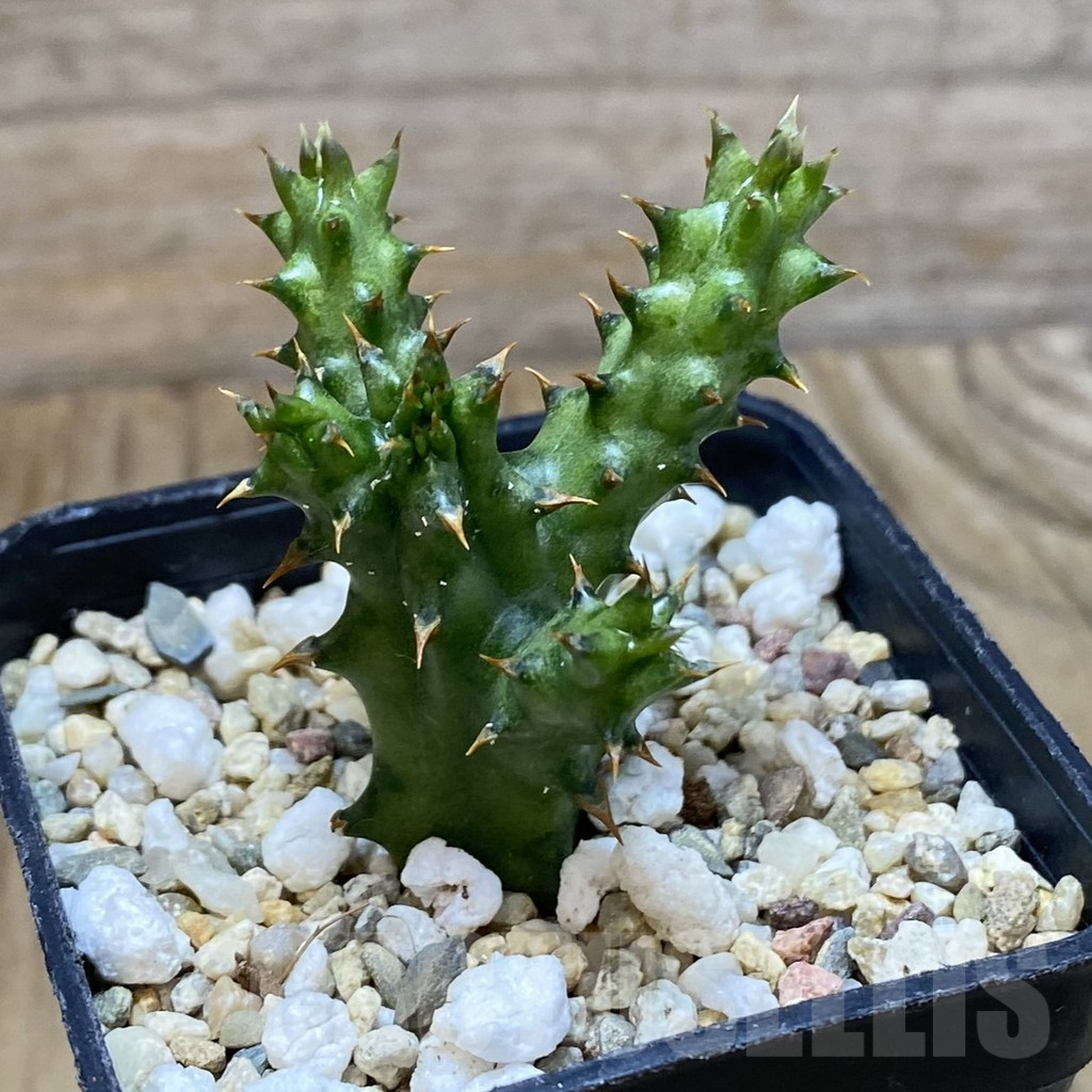 SH13716 Edithcolea grandis - immagine 2