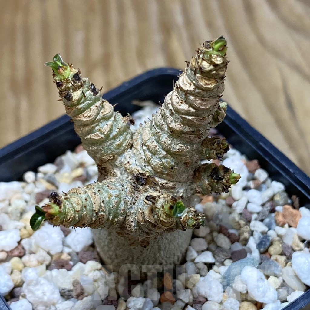 SH13717 Adenium arabicum DHA - immagine 2