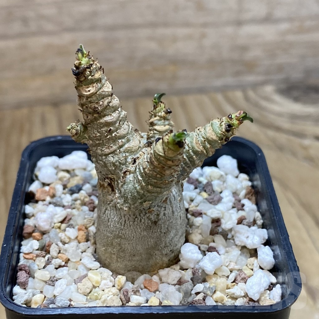 SH13717 Adenium arabicum DHA - immagine 3
