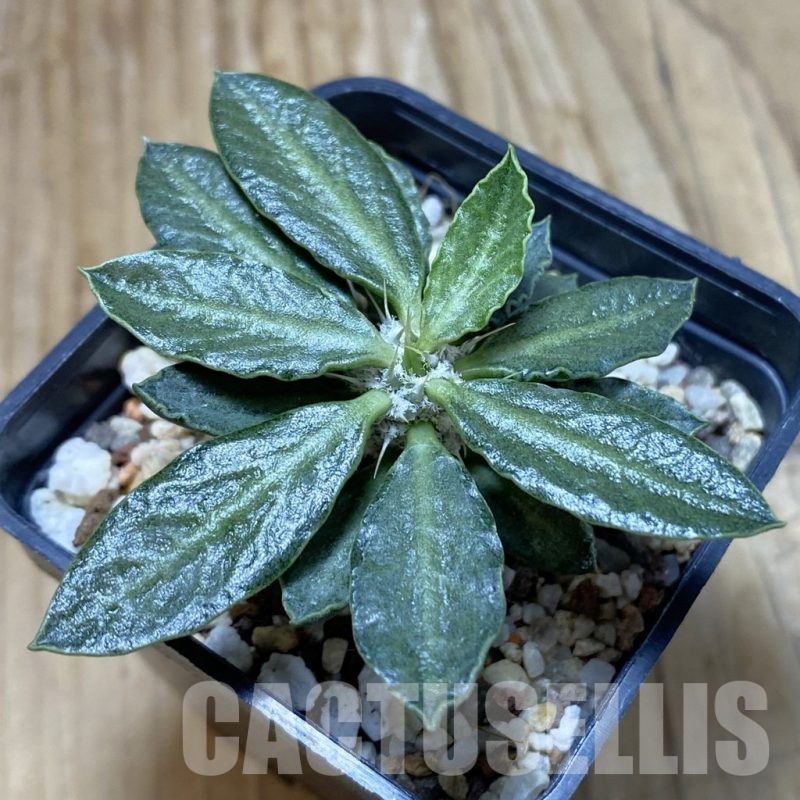 SH13718 Euphorbia tulearensis hybrid