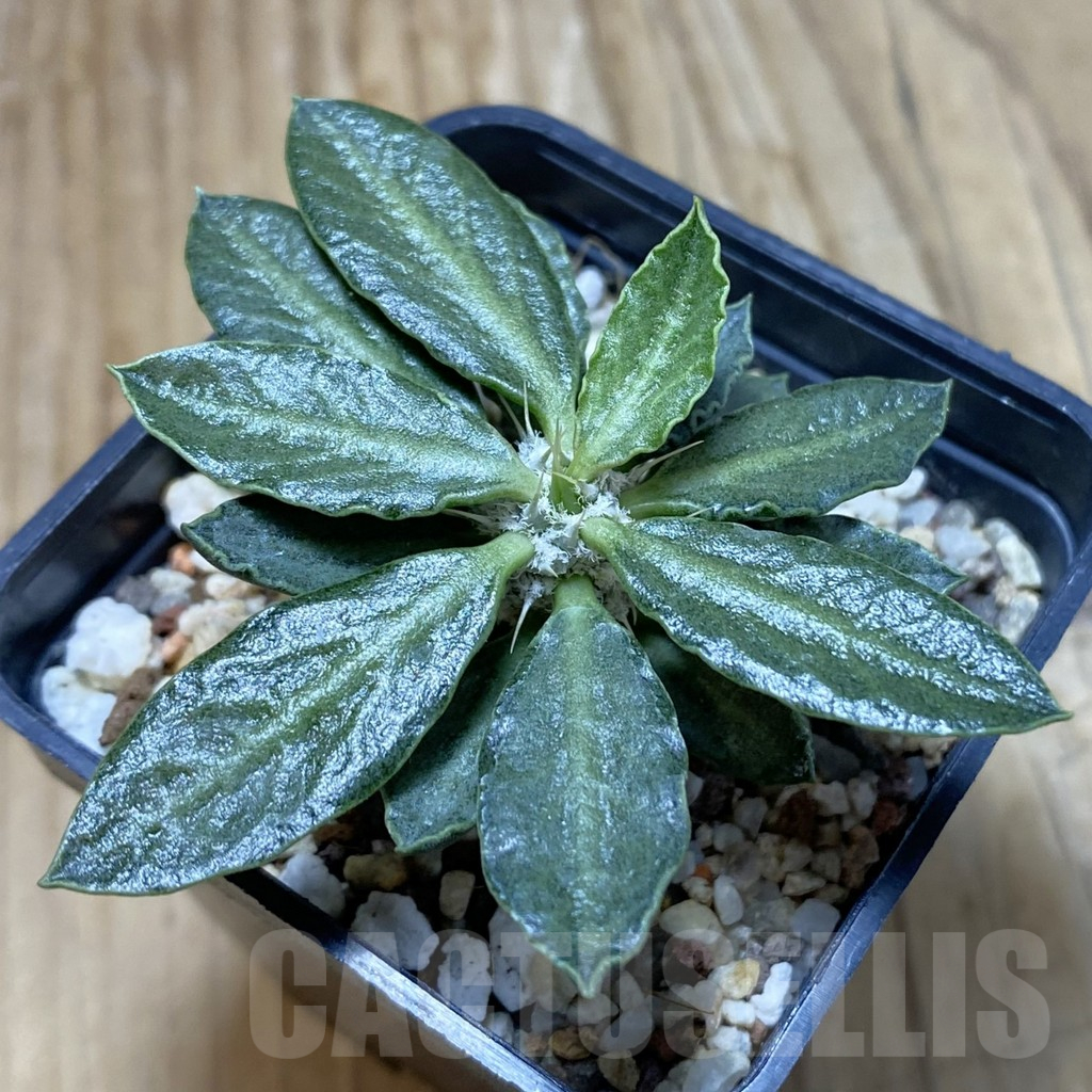 SH13718 Euphorbia tulearensis hybrid