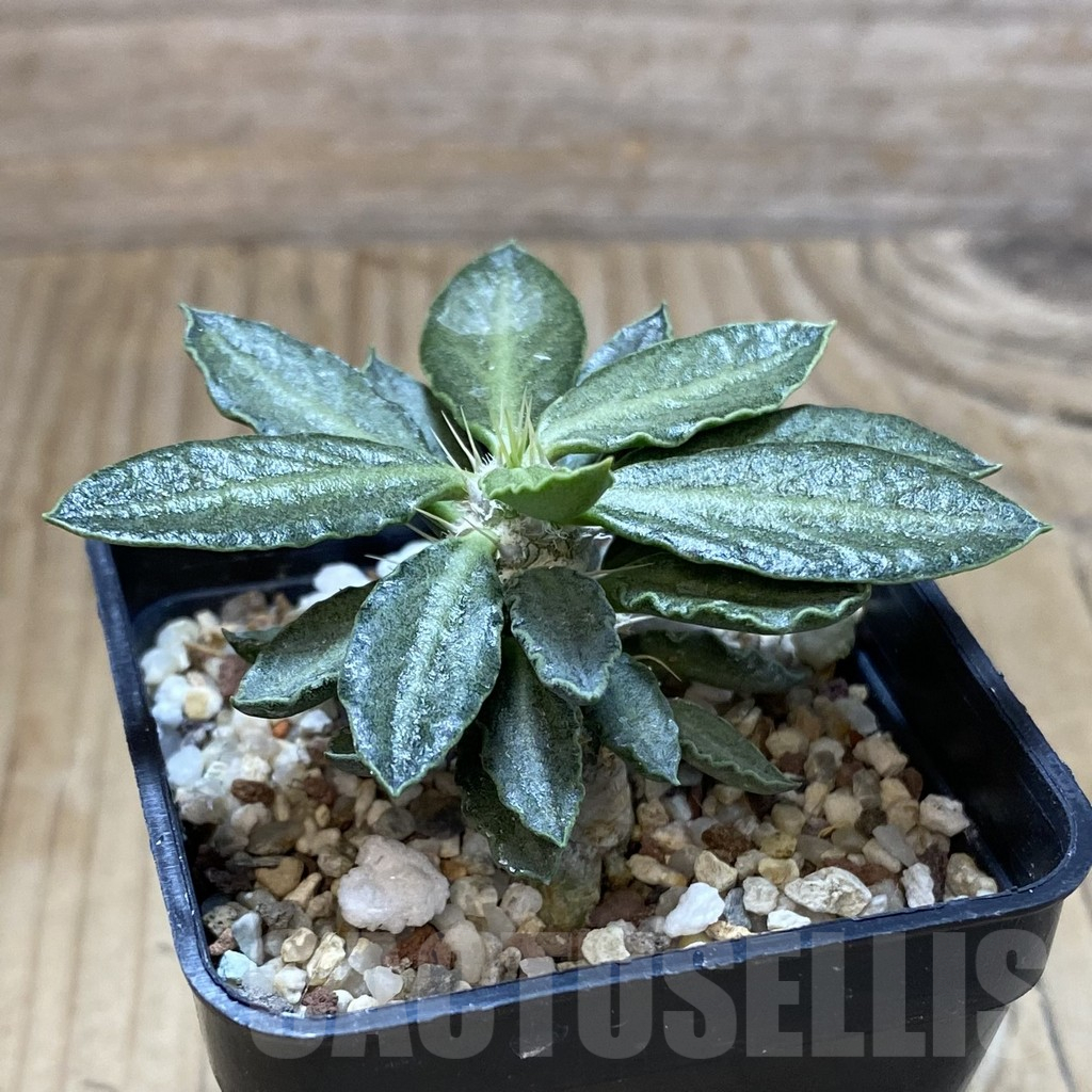 SH13718 Euphorbia tulearensis hybrid - Image 2