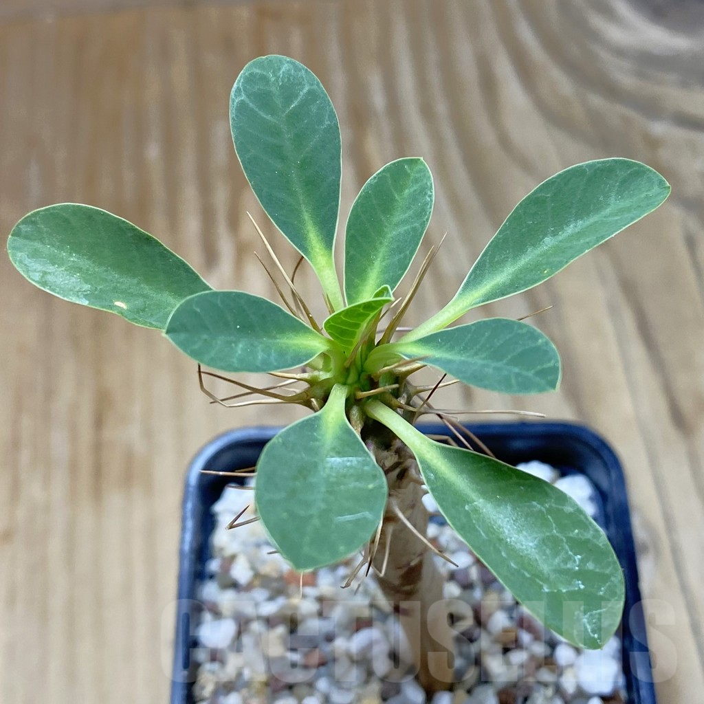SH13721 Euphorbia guillauminiana