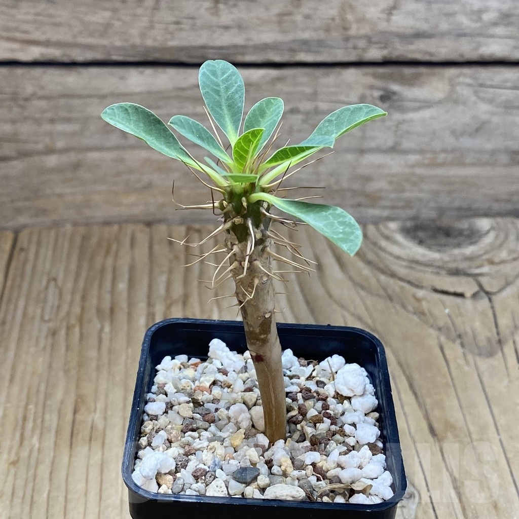 SH13721 Euphorbia guillauminiana - Image 2