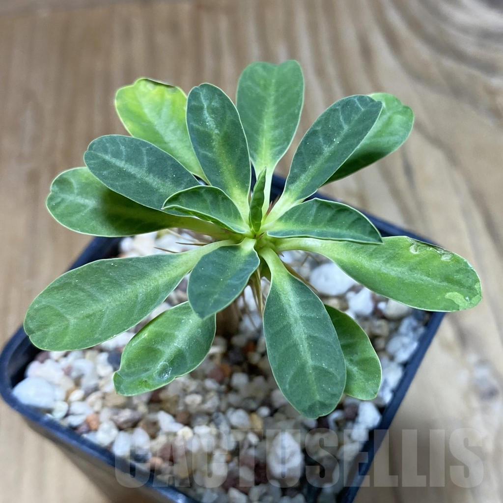 SH13722 Euphorbia guillauminiana