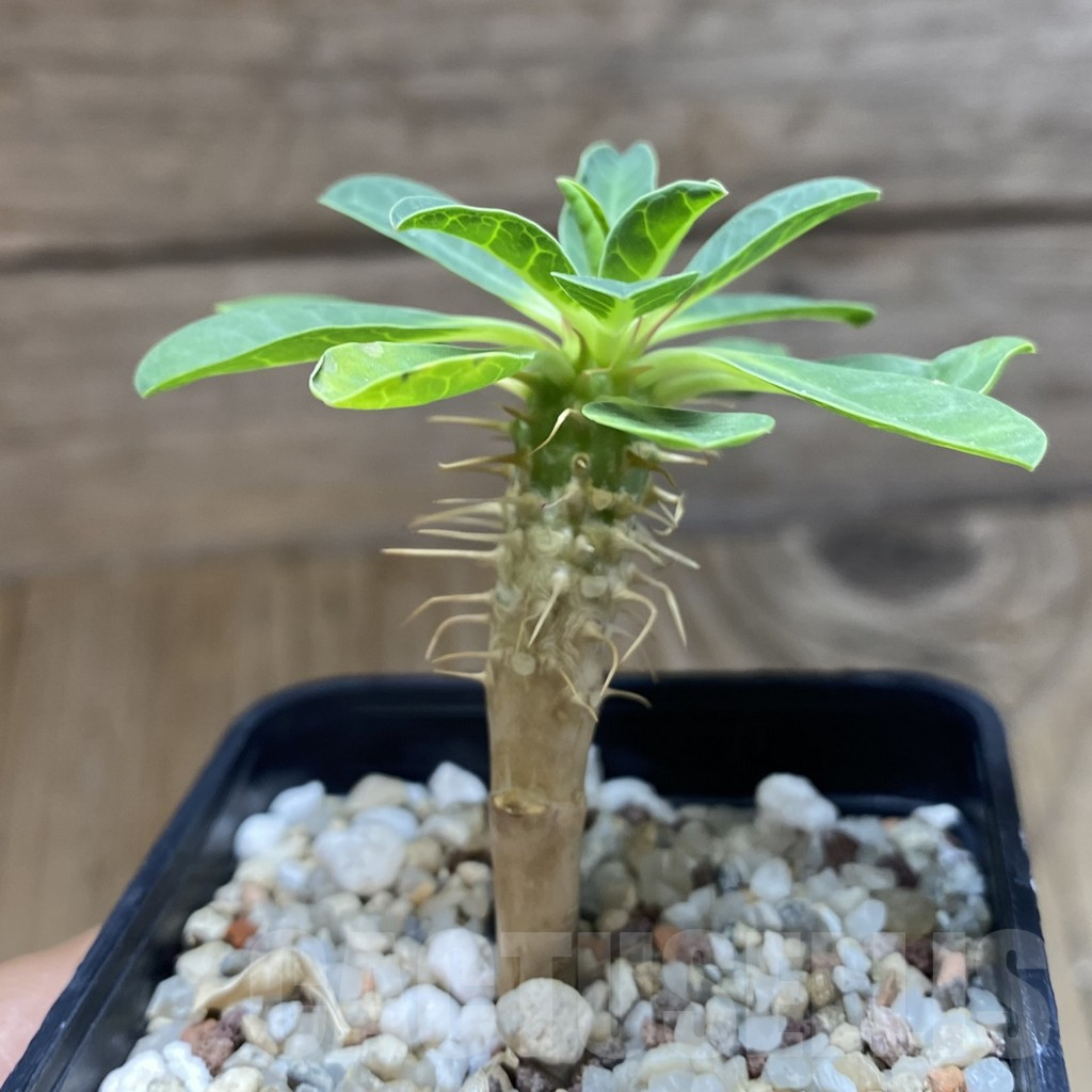 SH13722 Euphorbia guillauminiana - Image 2