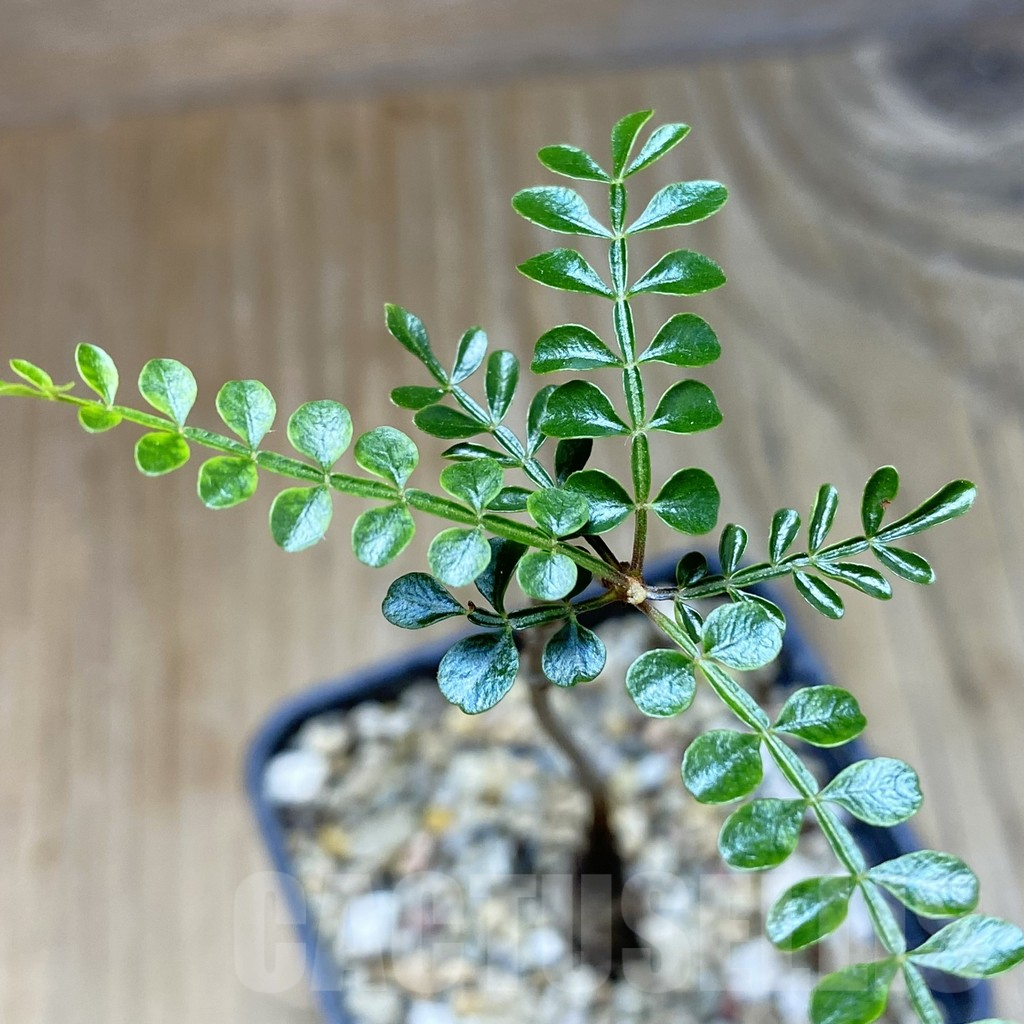 SH13725 Operculicarya decaryi