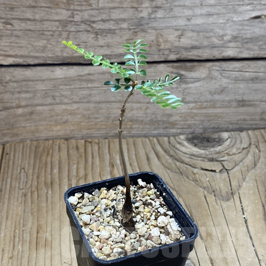 SH13725 Operculicarya decaryi - immagine 2