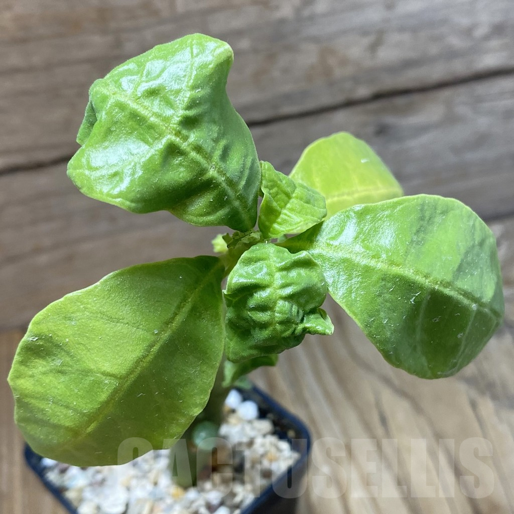 SH13726 Dorstenia hildebrandtii