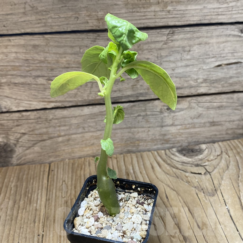 SH13726 Dorstenia hildebrandtii - Image 2