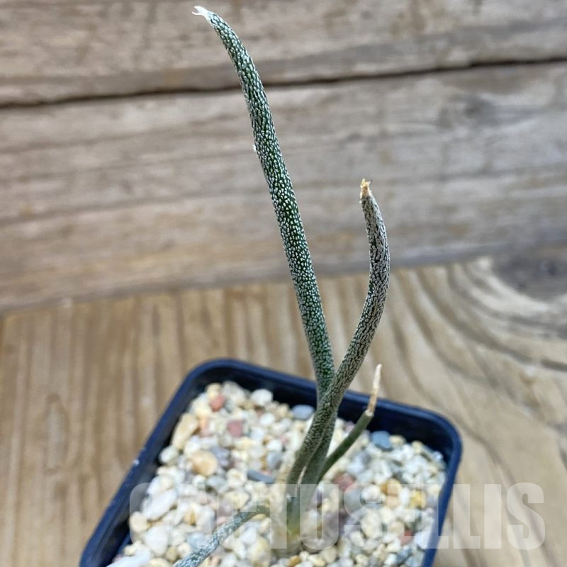 SH13727 Astrophytum caput-medusae, seedling
