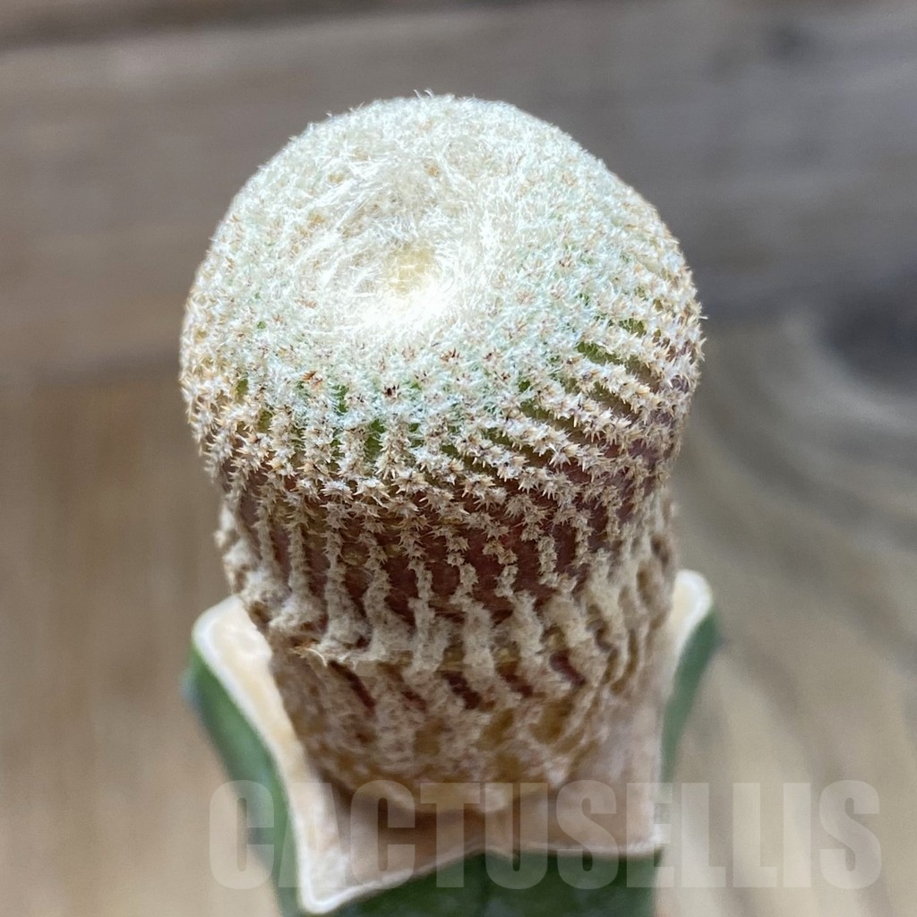 SH13729 Yavia cryptocarpa, grafted