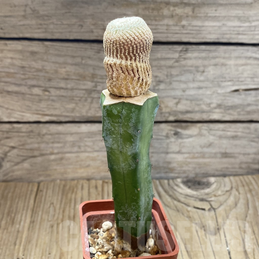 SH13729 Yavia cryptocarpa, grafted - Image 2