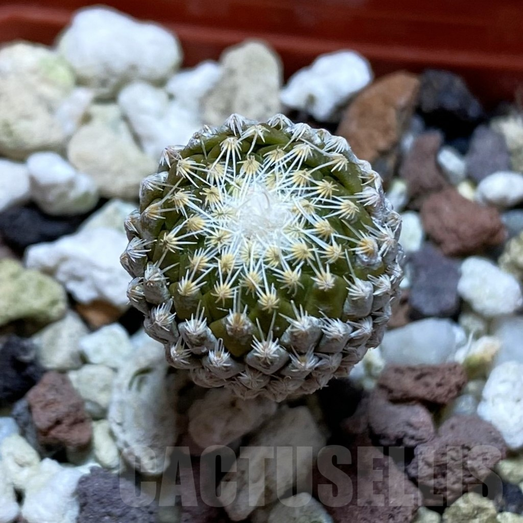 SH13730 Pelecyphora strobiliformis