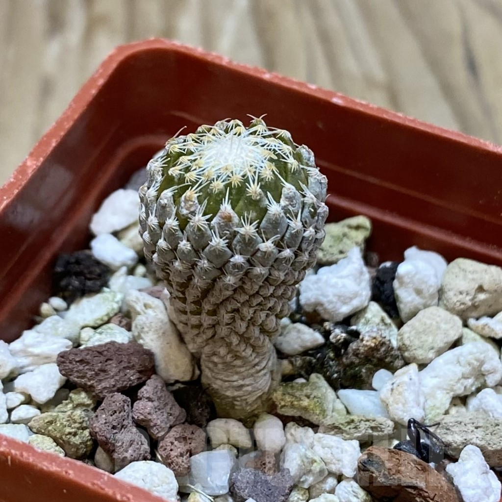 SH13730 Pelecyphora strobiliformis - Image 2