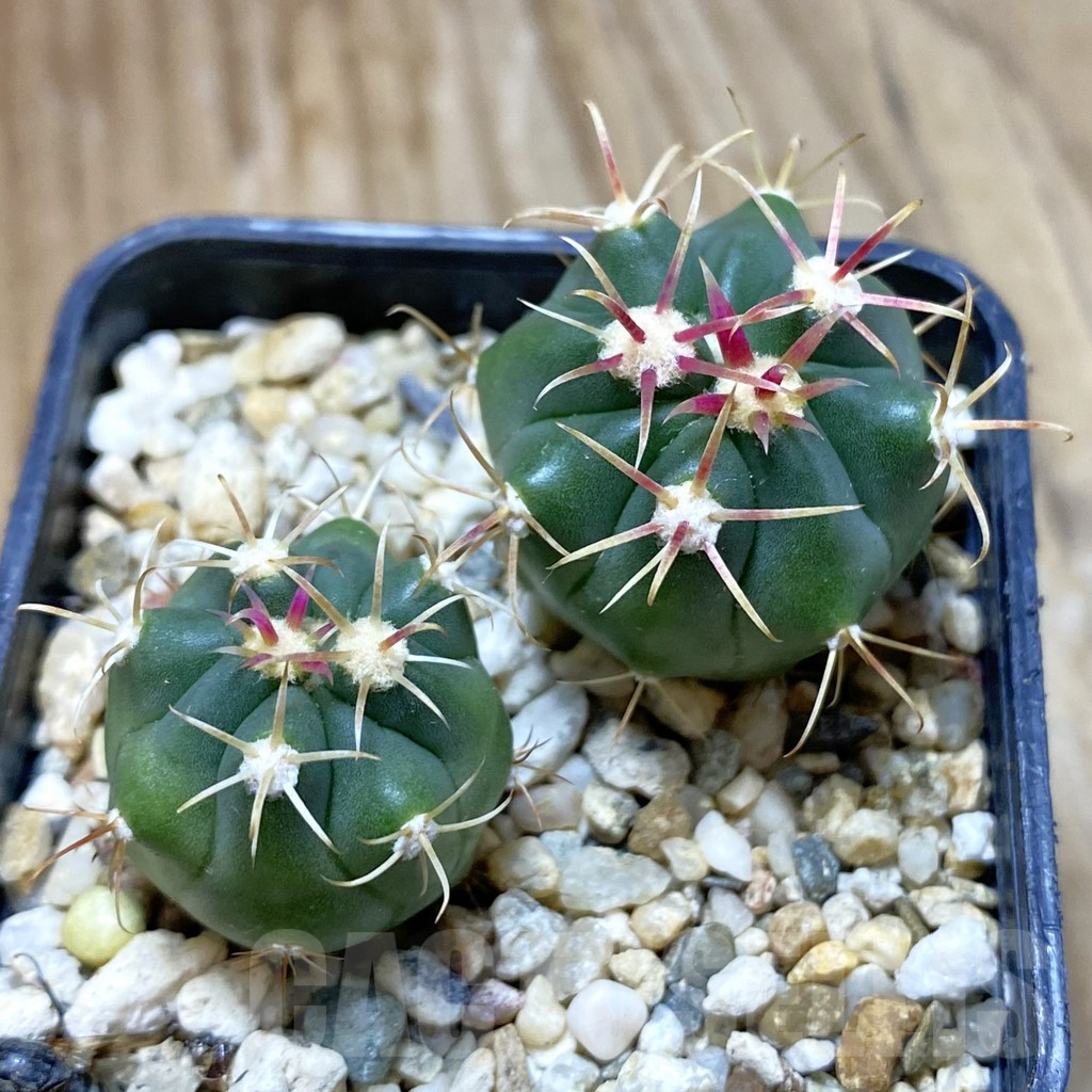 SH13731 Ferocactus latispinus, 2 plants
