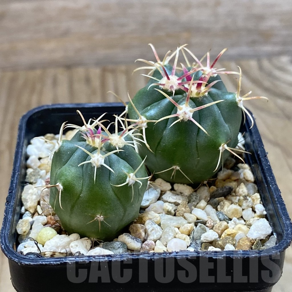 SH13731 Ferocactus latispinus, 2 plants - Image 2